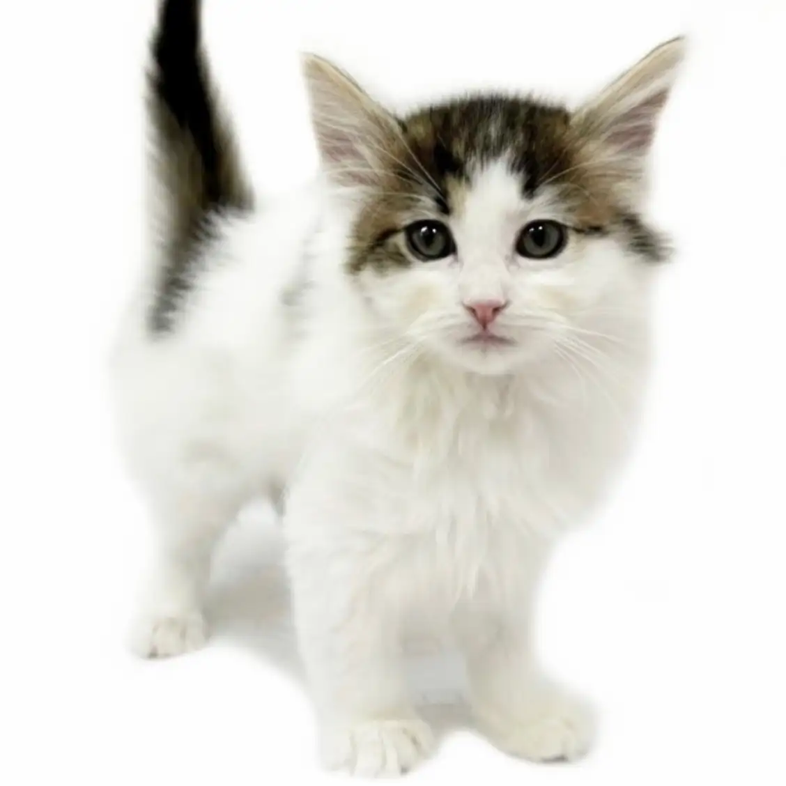 ノルウェージャンフォレストキャット