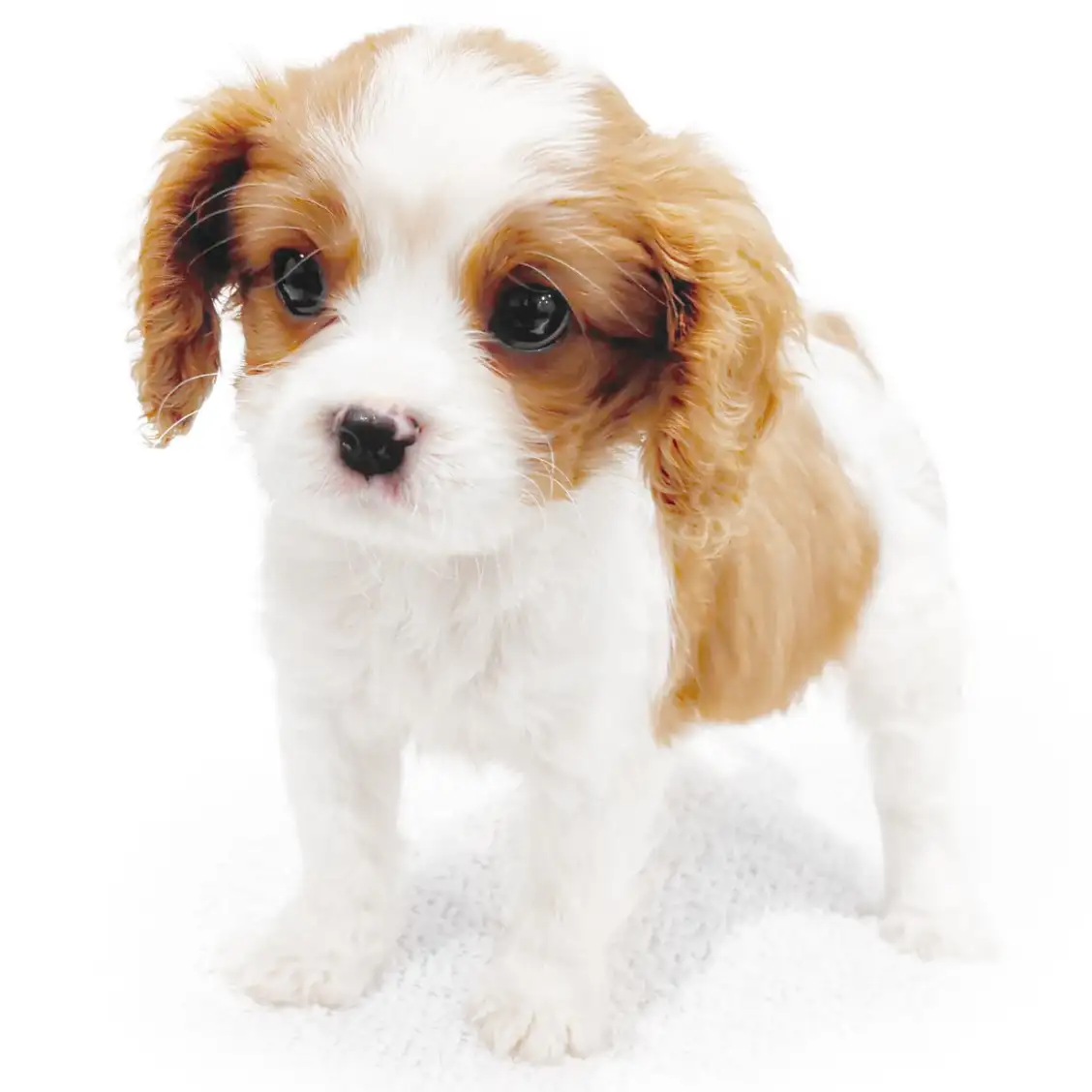 キャバリア・キングチャールズ・スパニエル