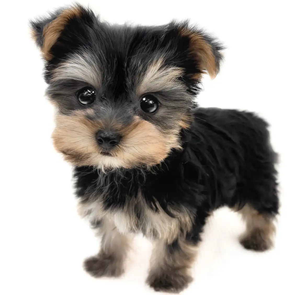 ヨークシャーテリア