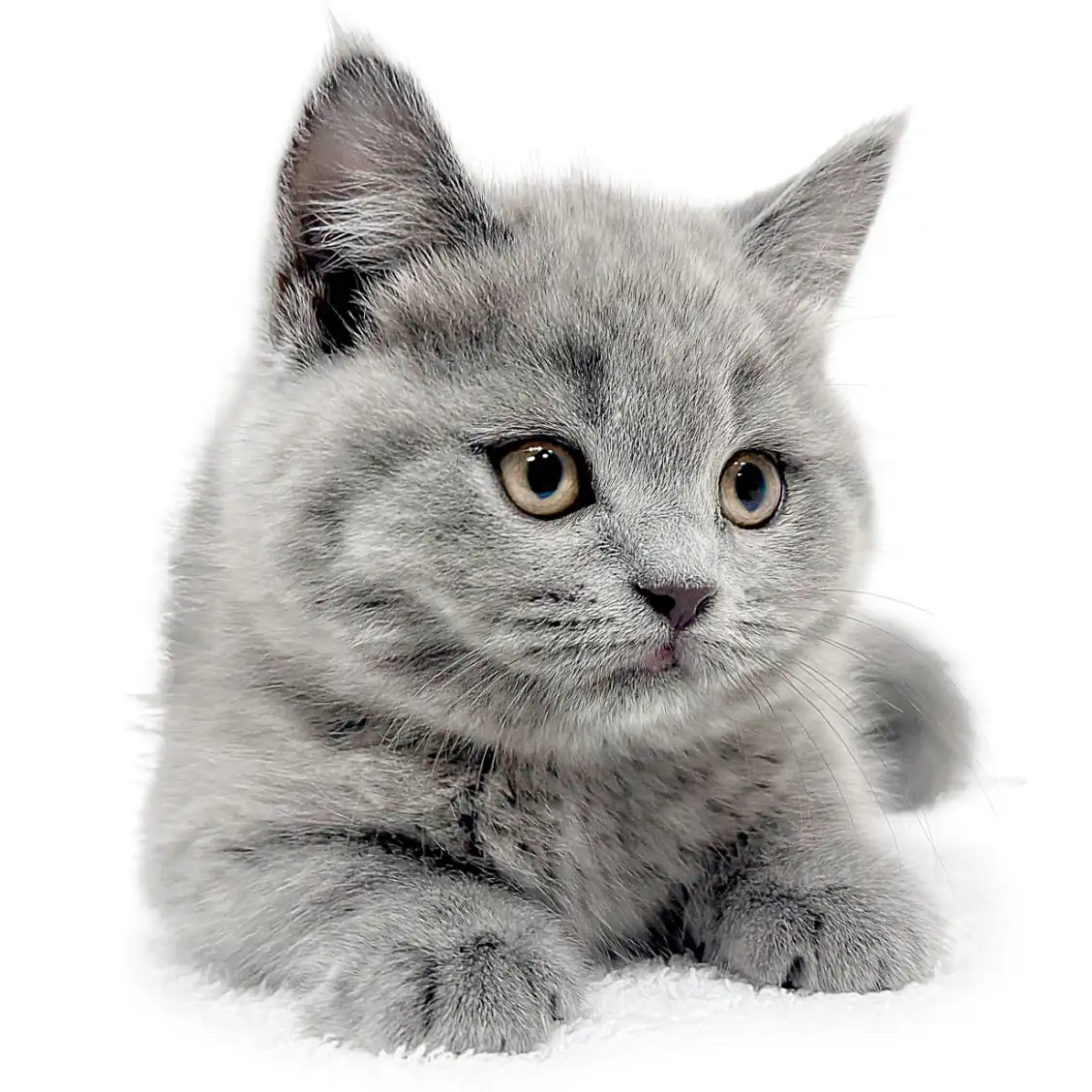 ブリティッシュショートヘア