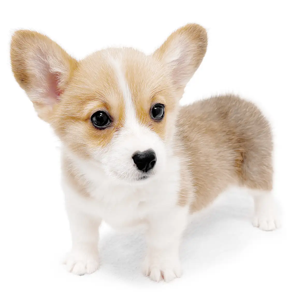 ウェルシュコーギーペンブローク