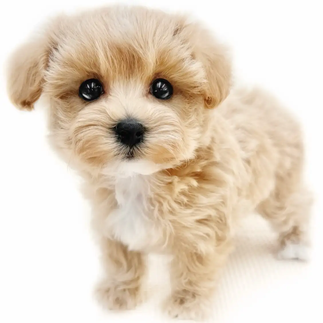 MIX(マルチーズ×トイプードル)