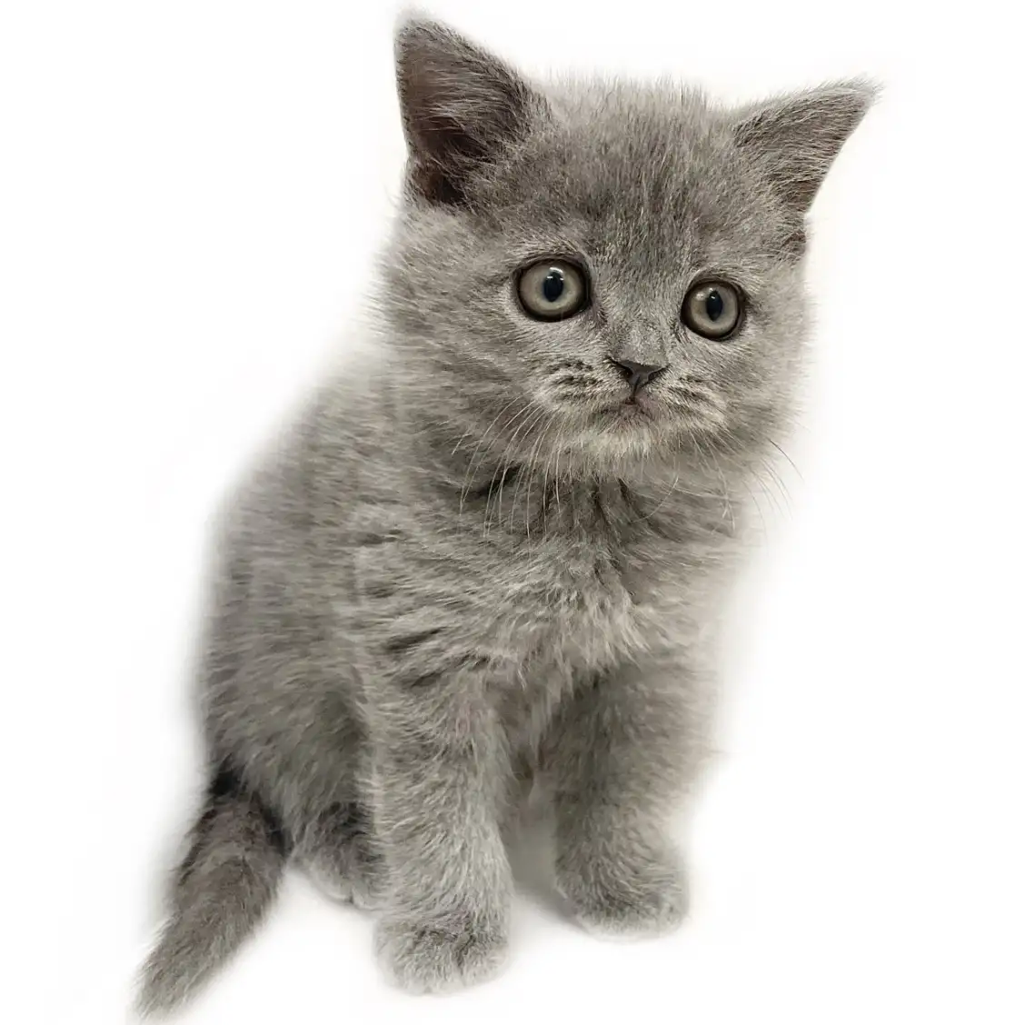 ブリティッシュショートヘア