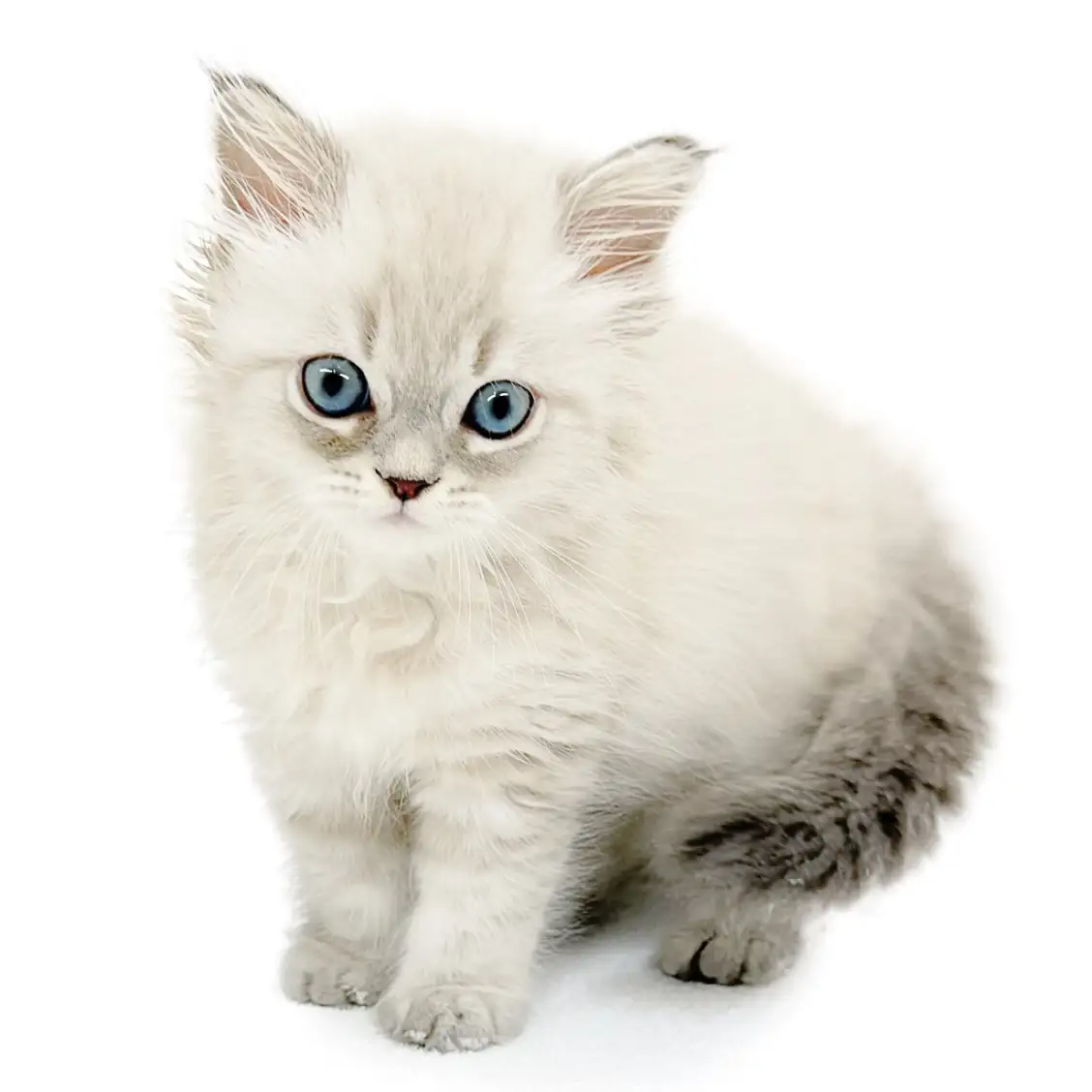 ネヴァマスカレード