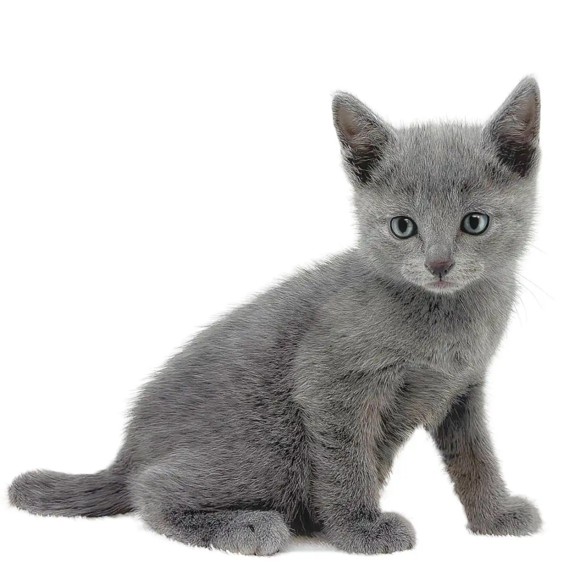 ロシアンブルー