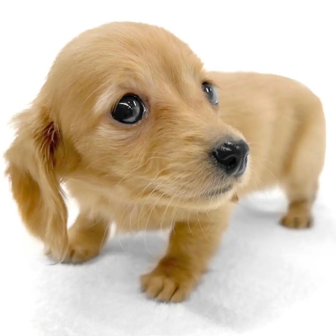 ミニチュア・ダックスフント