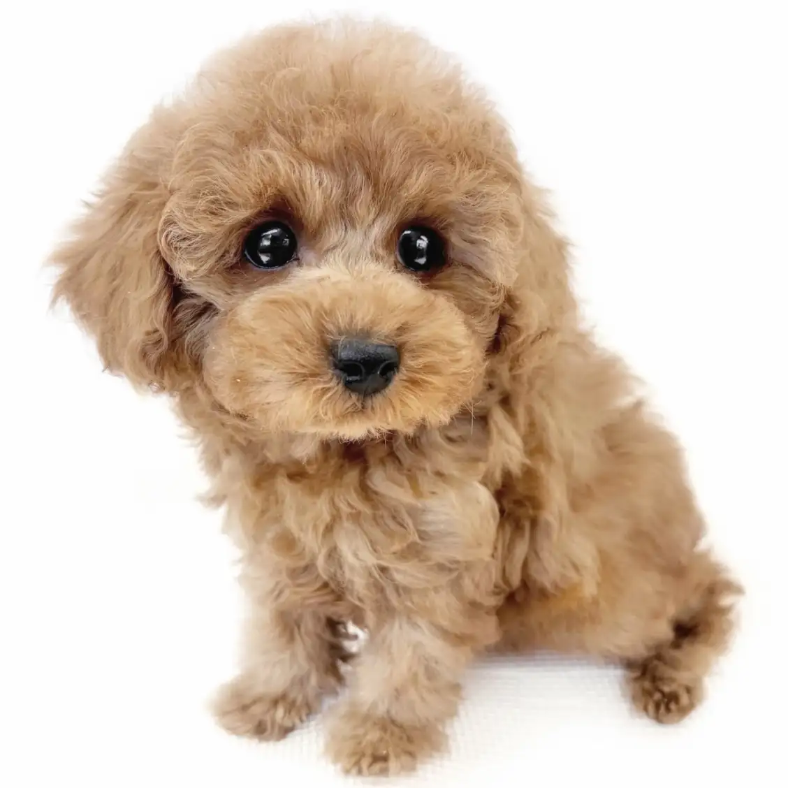 トイ・プードル