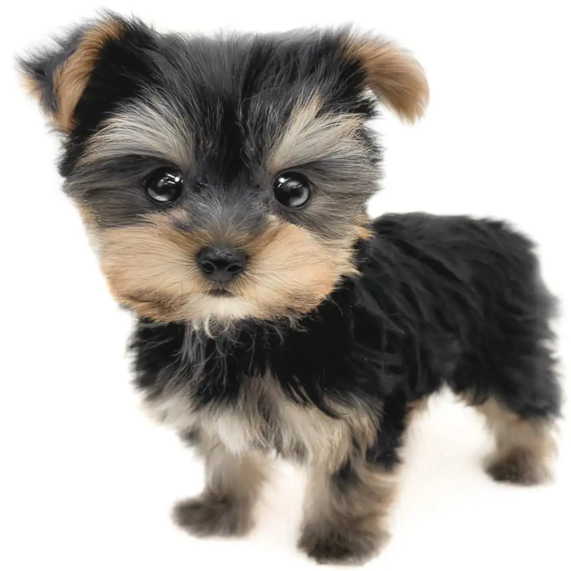 ヨークシャーテリア