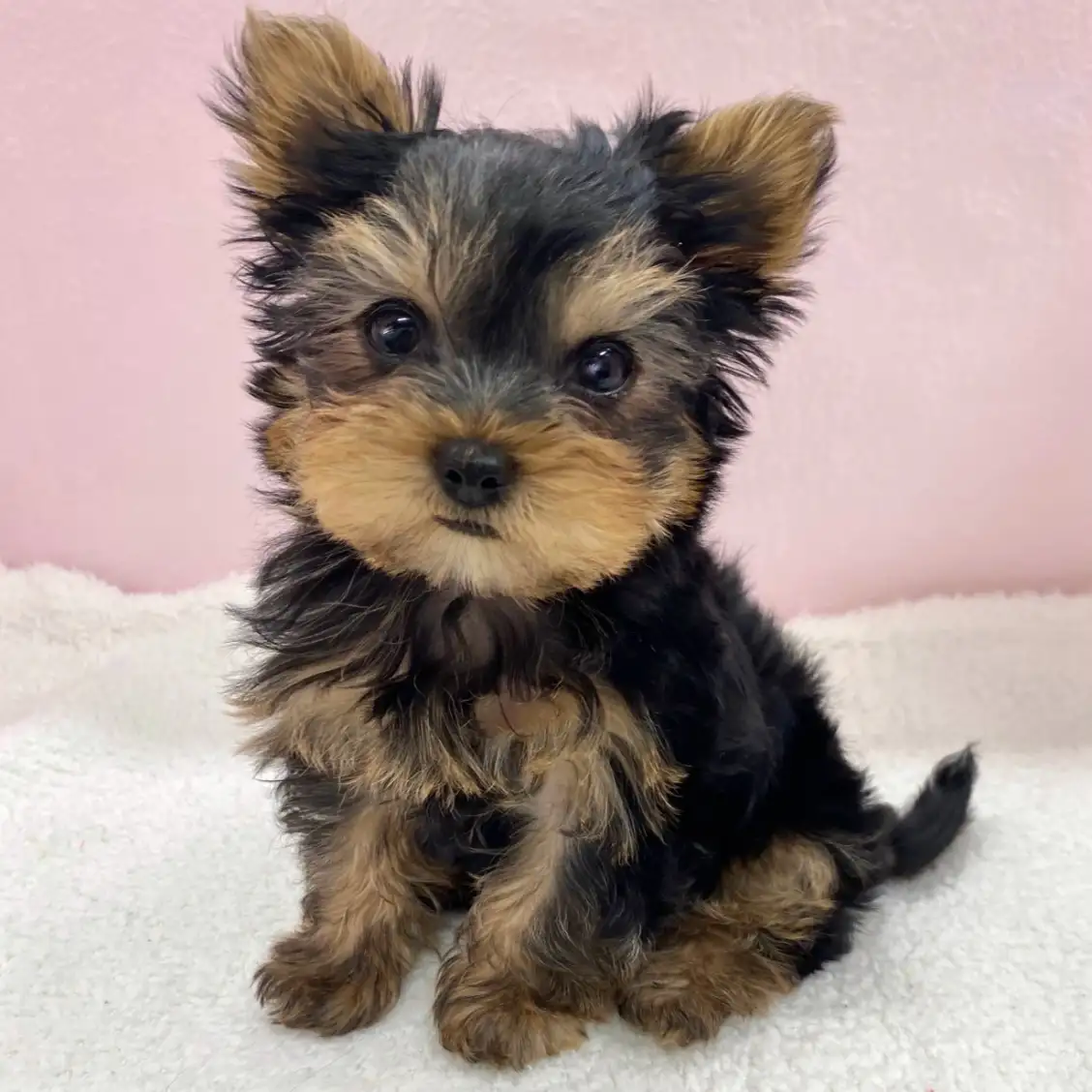 ヨークシャーテリア