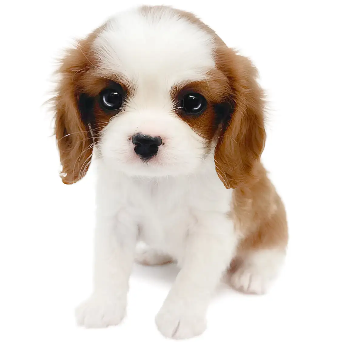 キャバリア・キングチャールズ・スパニエル