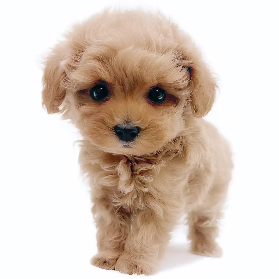 MIX(トイプードル×マルチーズ)