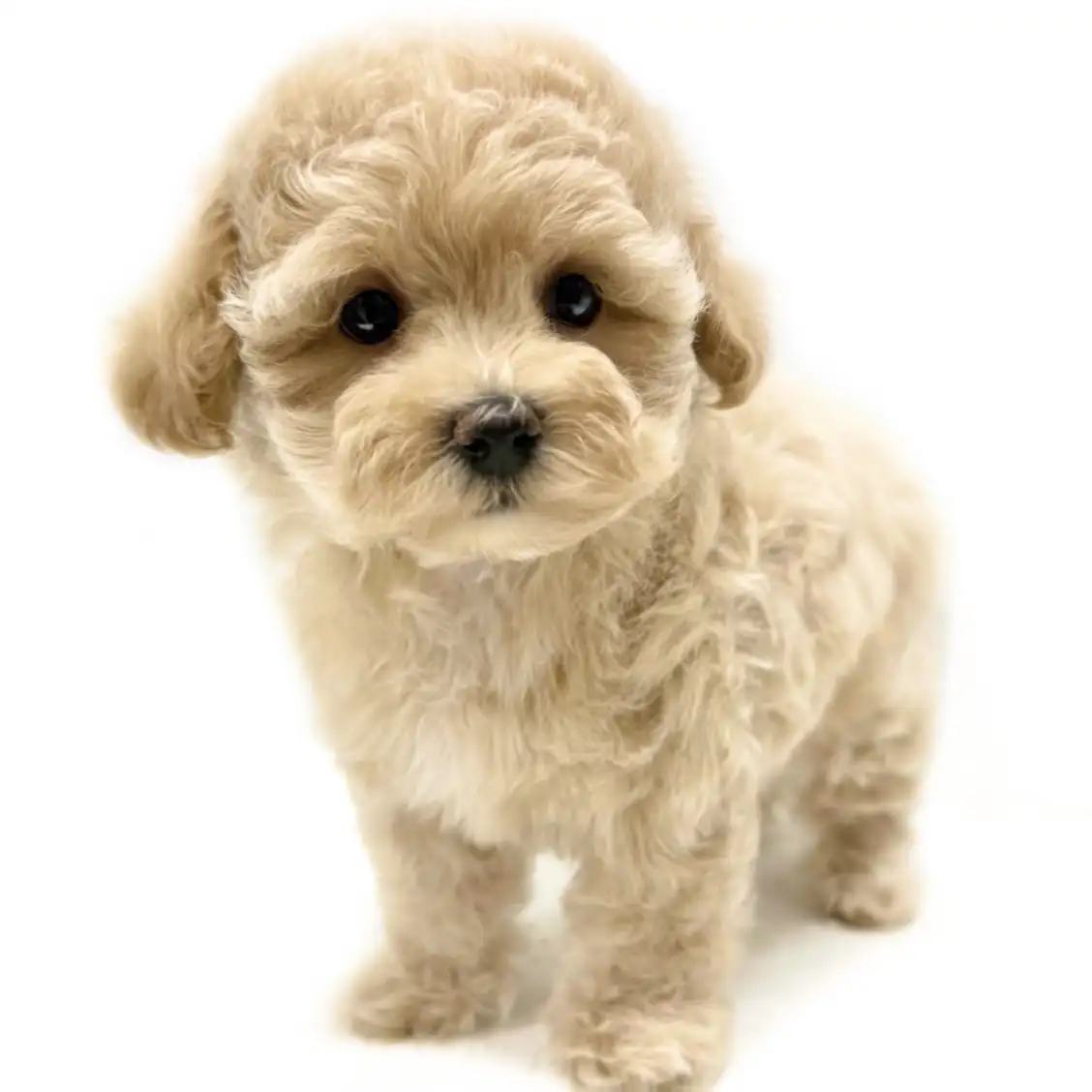 MIX（マルチーズ×トイプードル）