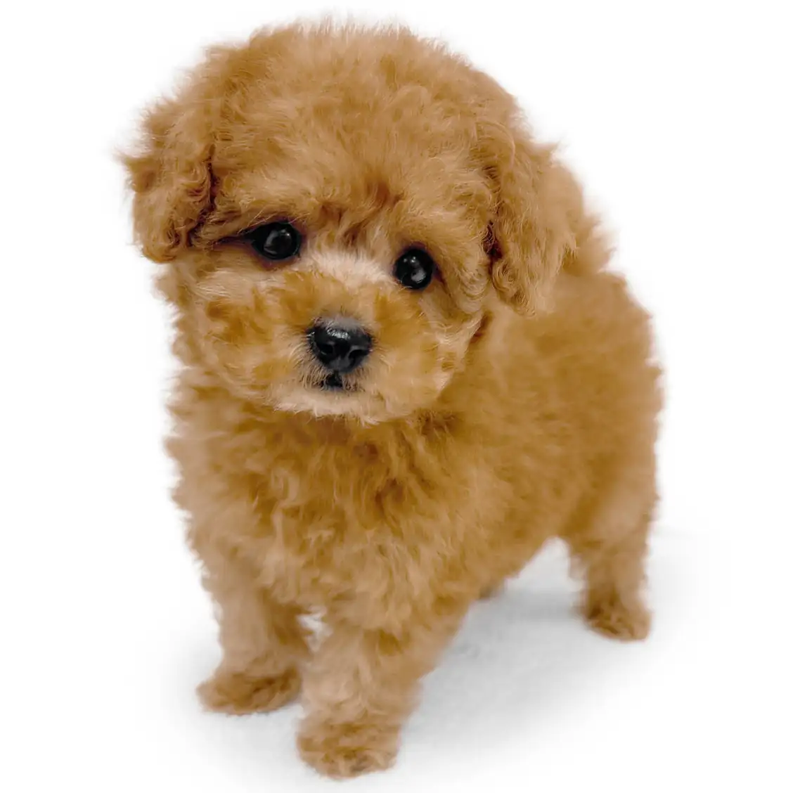 トイ・プードル