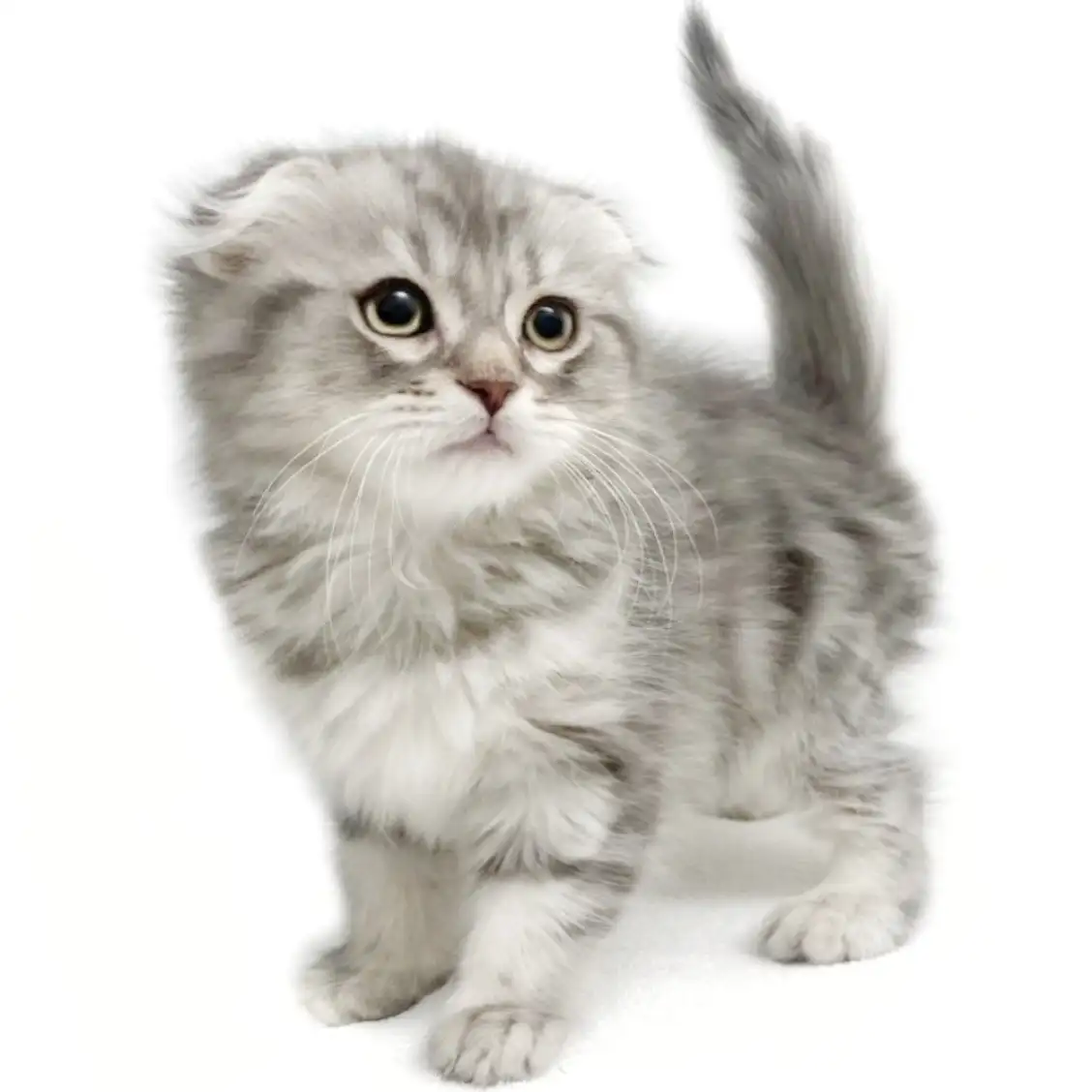 スコティッシュフォールド