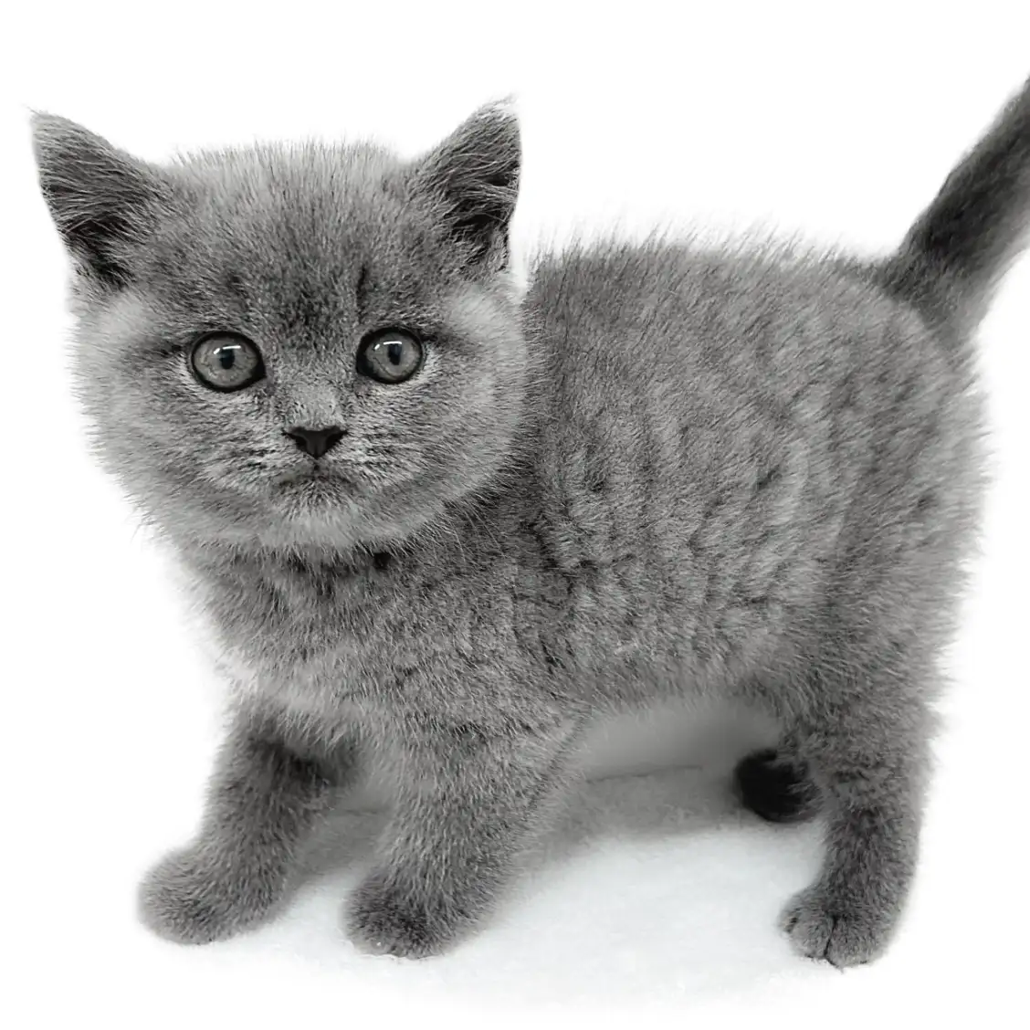 ブリティッシュショートヘア