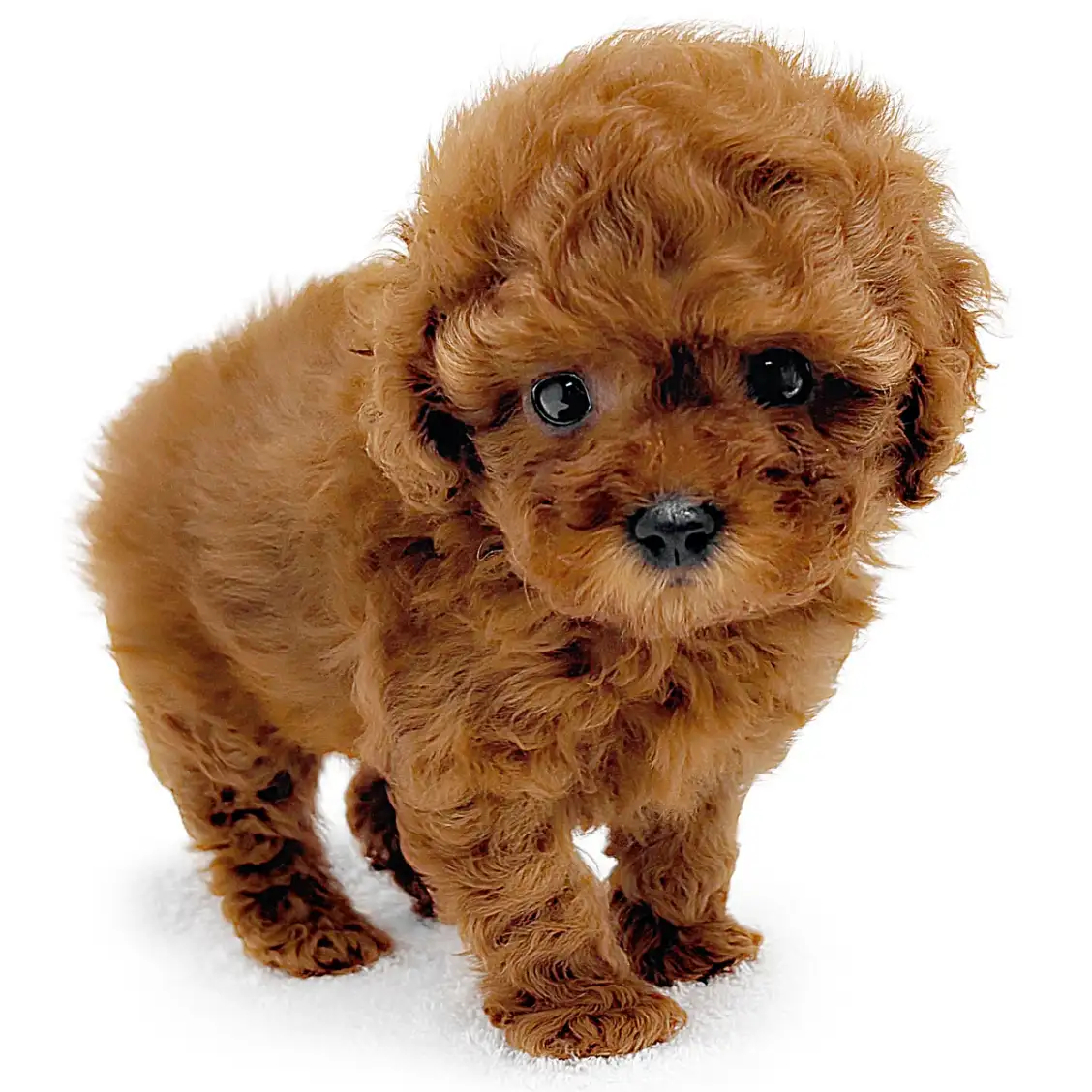 トイ・プードル