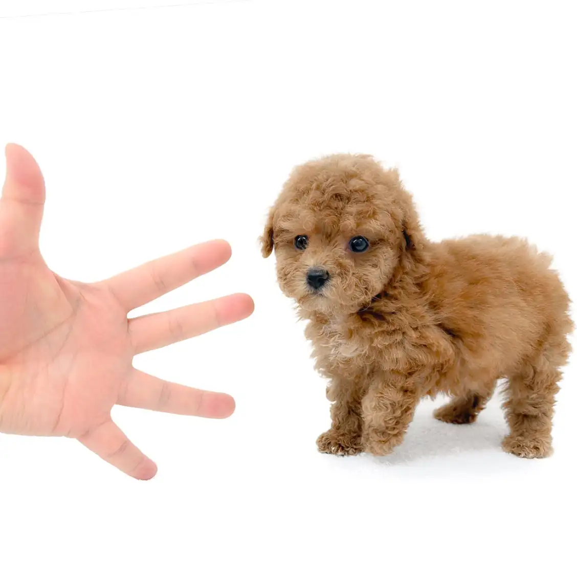 トイ・プードル