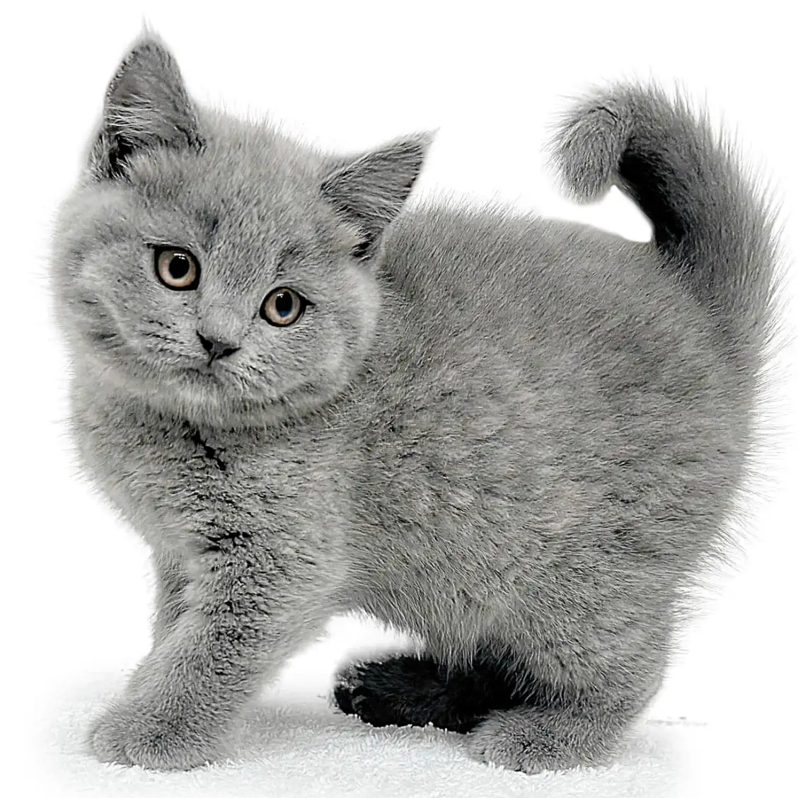 ブリティッシュショートヘア