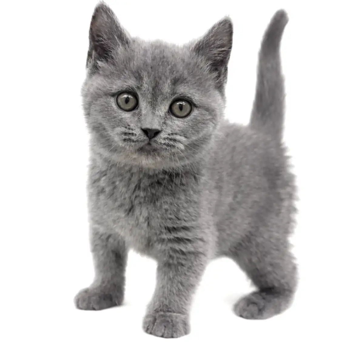 ブリティッシュショートヘア