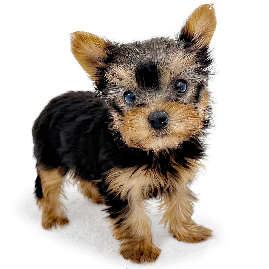 ヨークシャーテリア