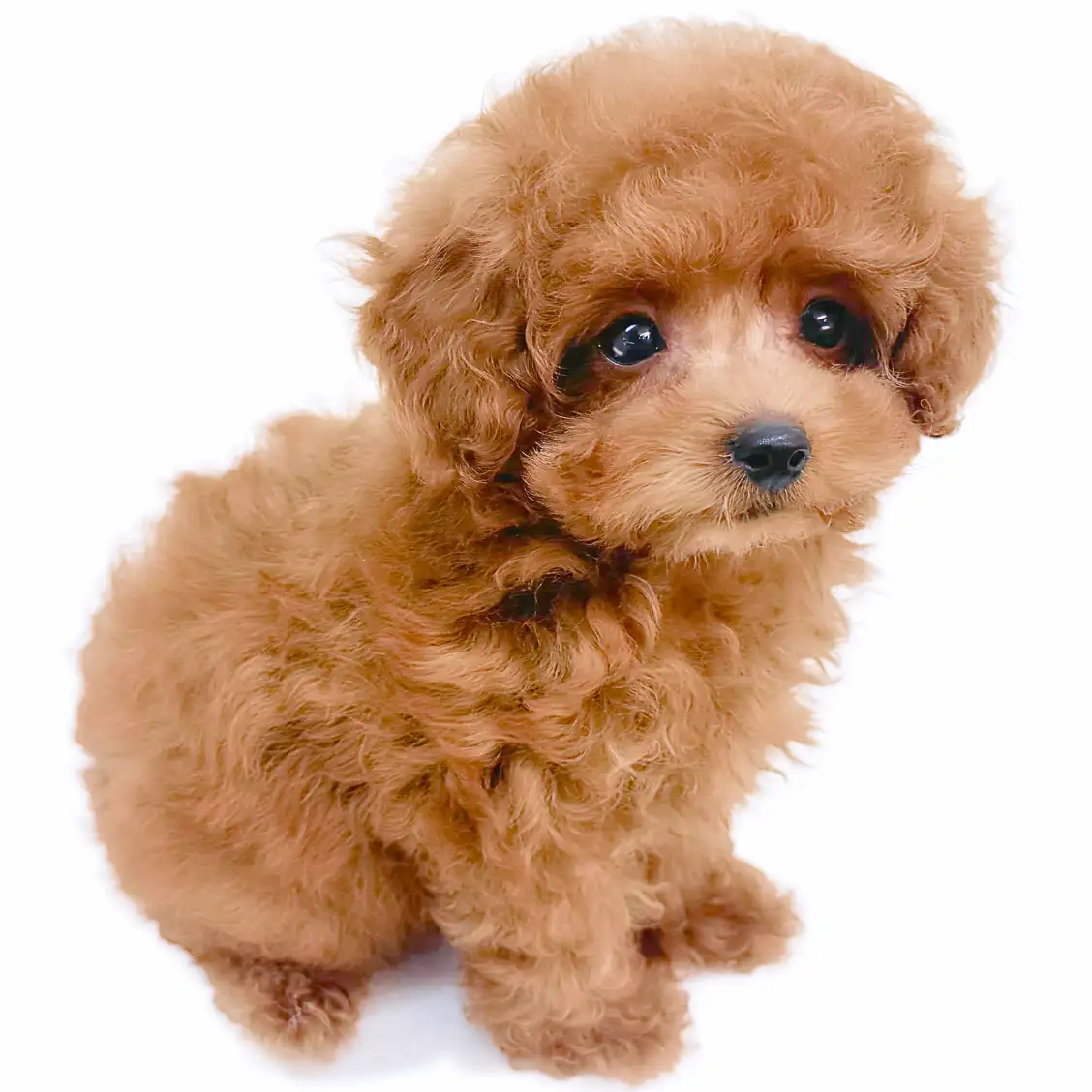 トイ・プードル