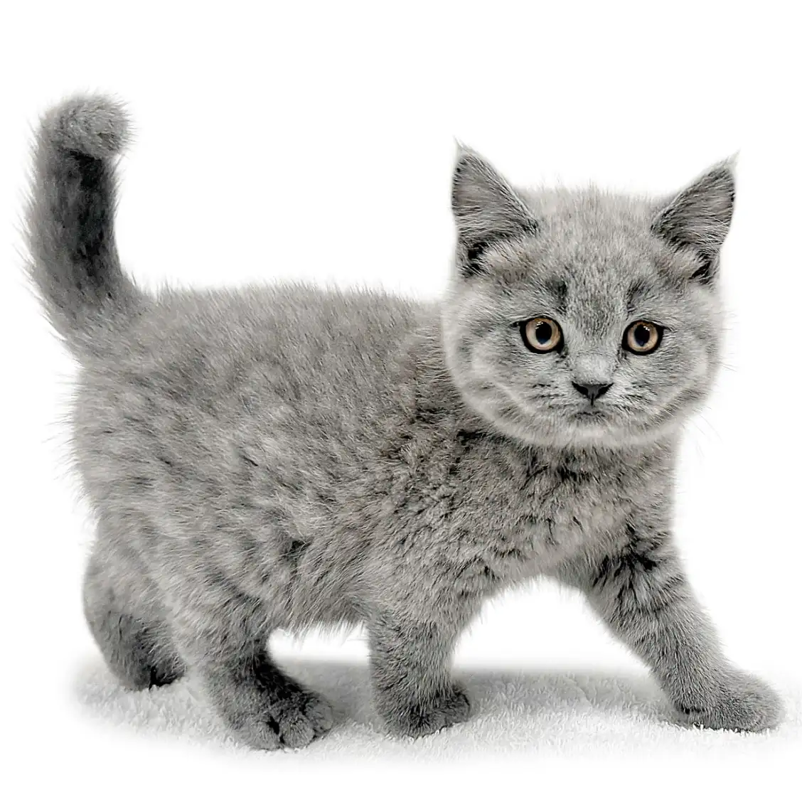 ブリティッシュショートヘア