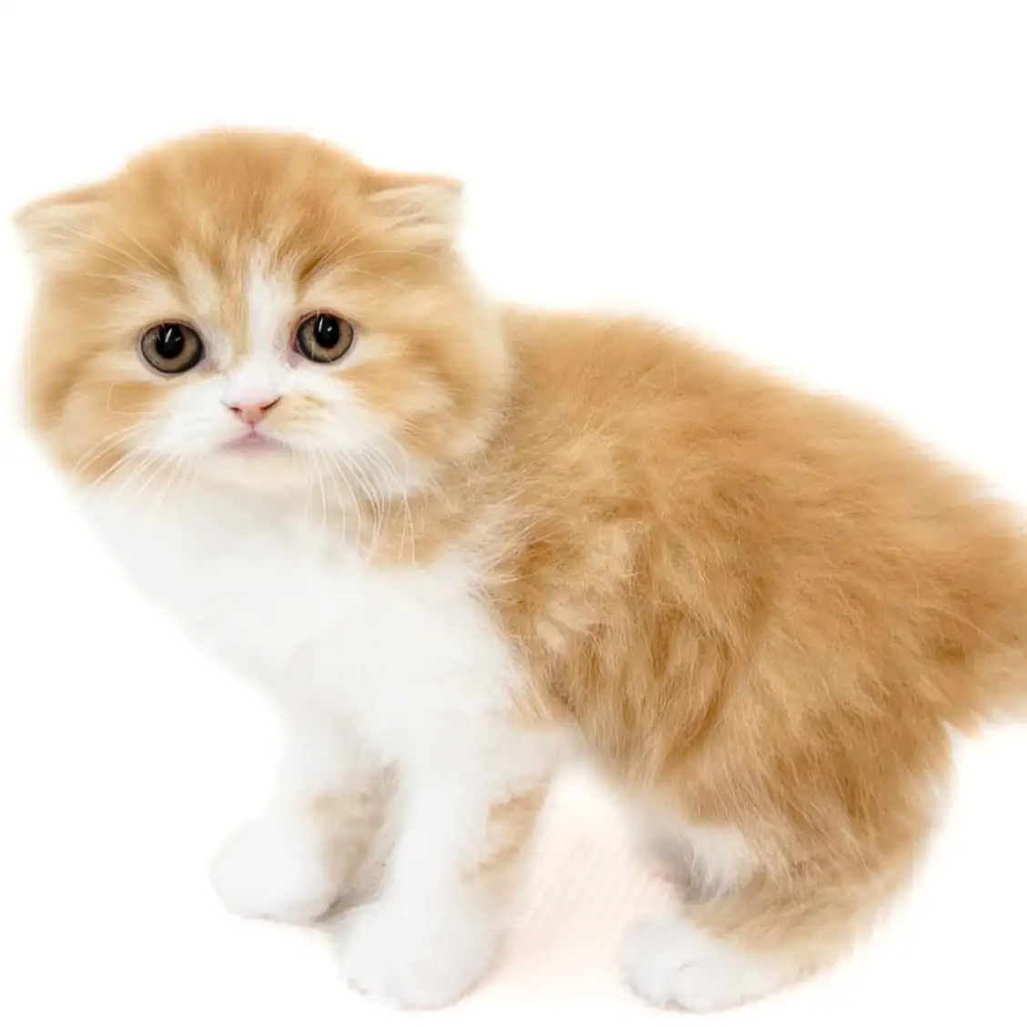 フォールデックス