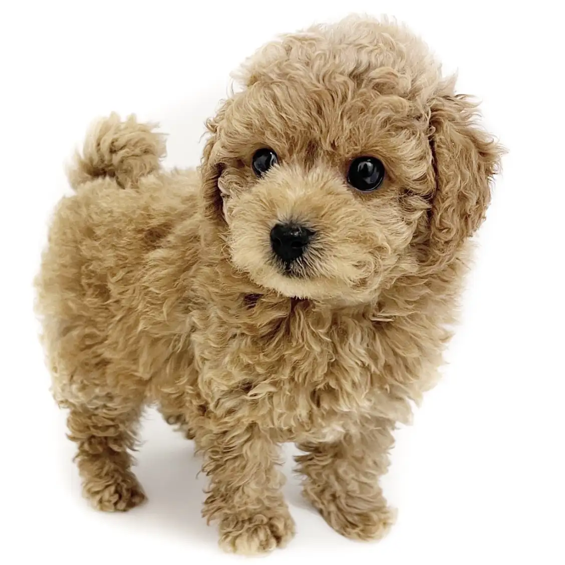 トイ・プードル