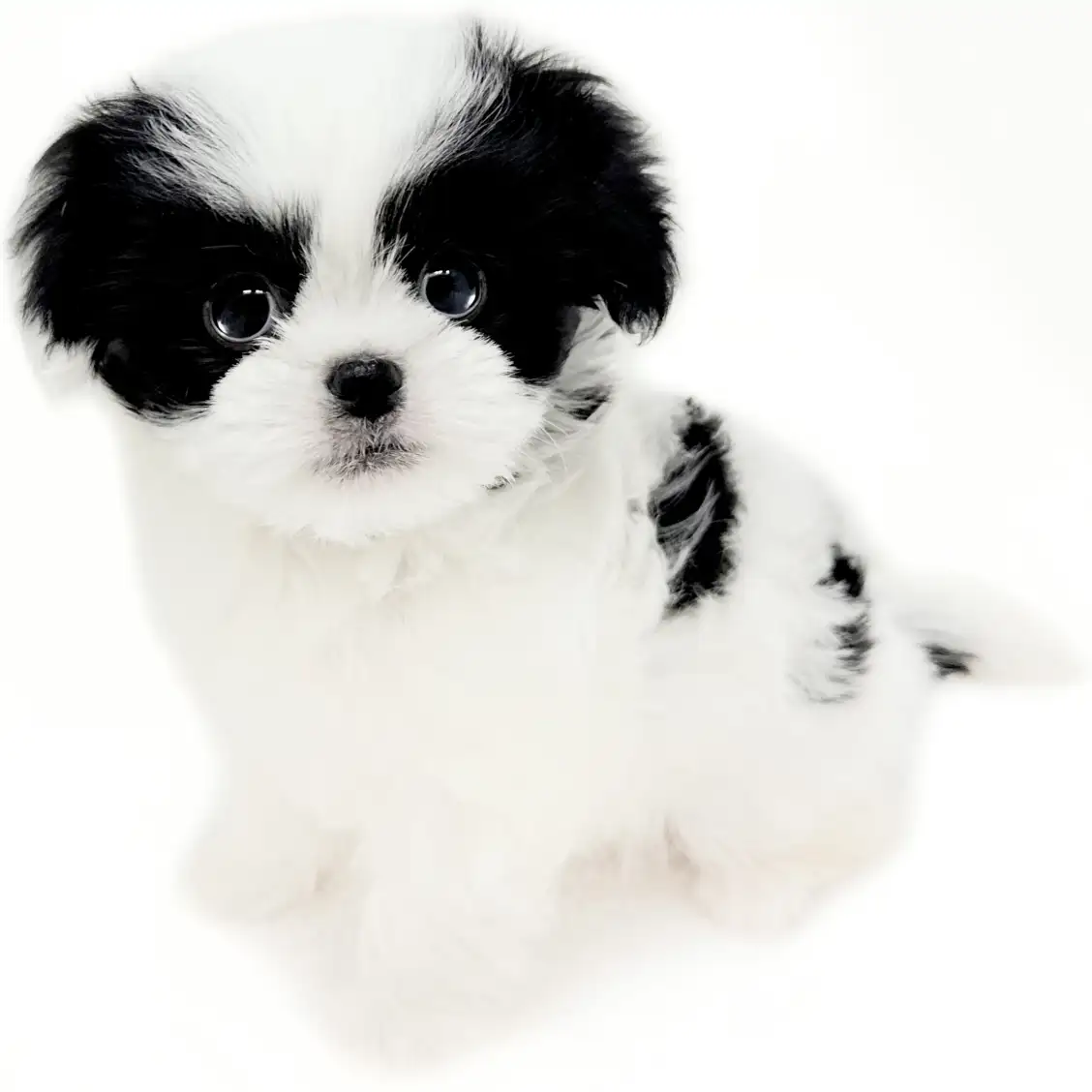 MIX（トイプードル×狆）