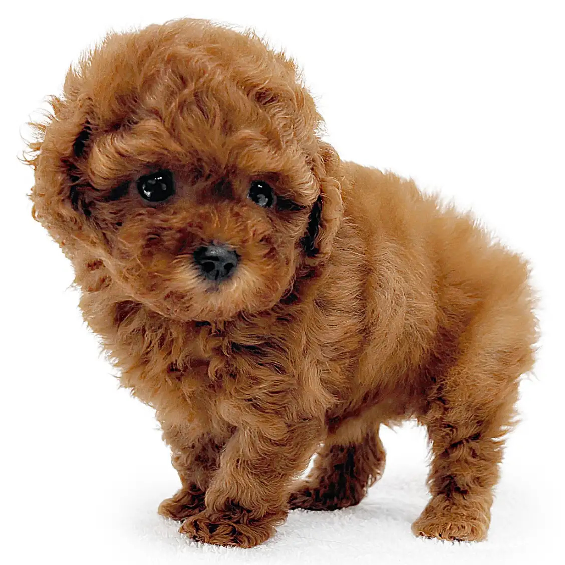 トイ・プードル