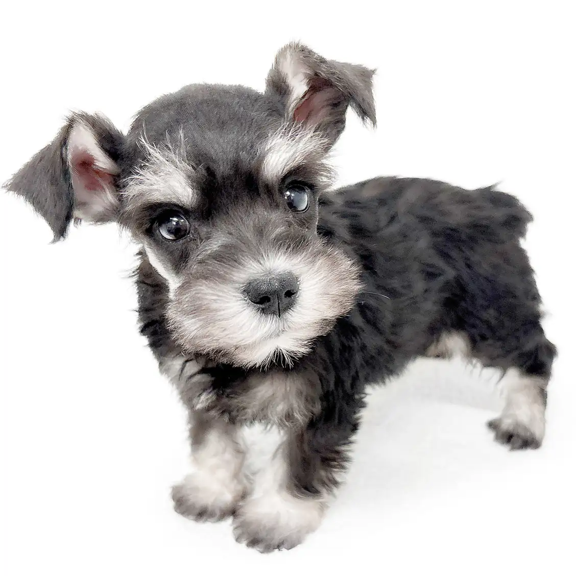 ミニチュア・シュナウザー