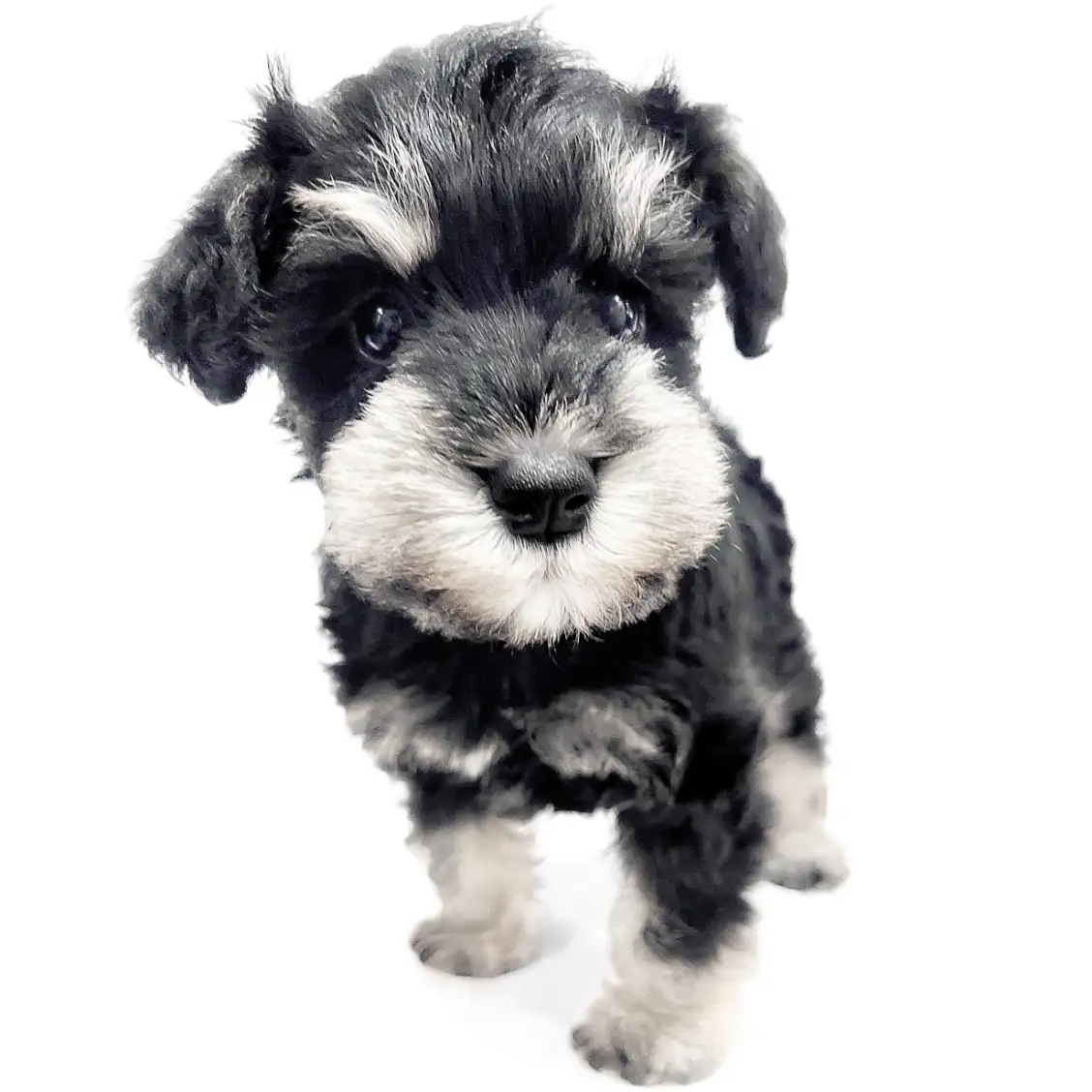 ミニチュア・シュナウザー