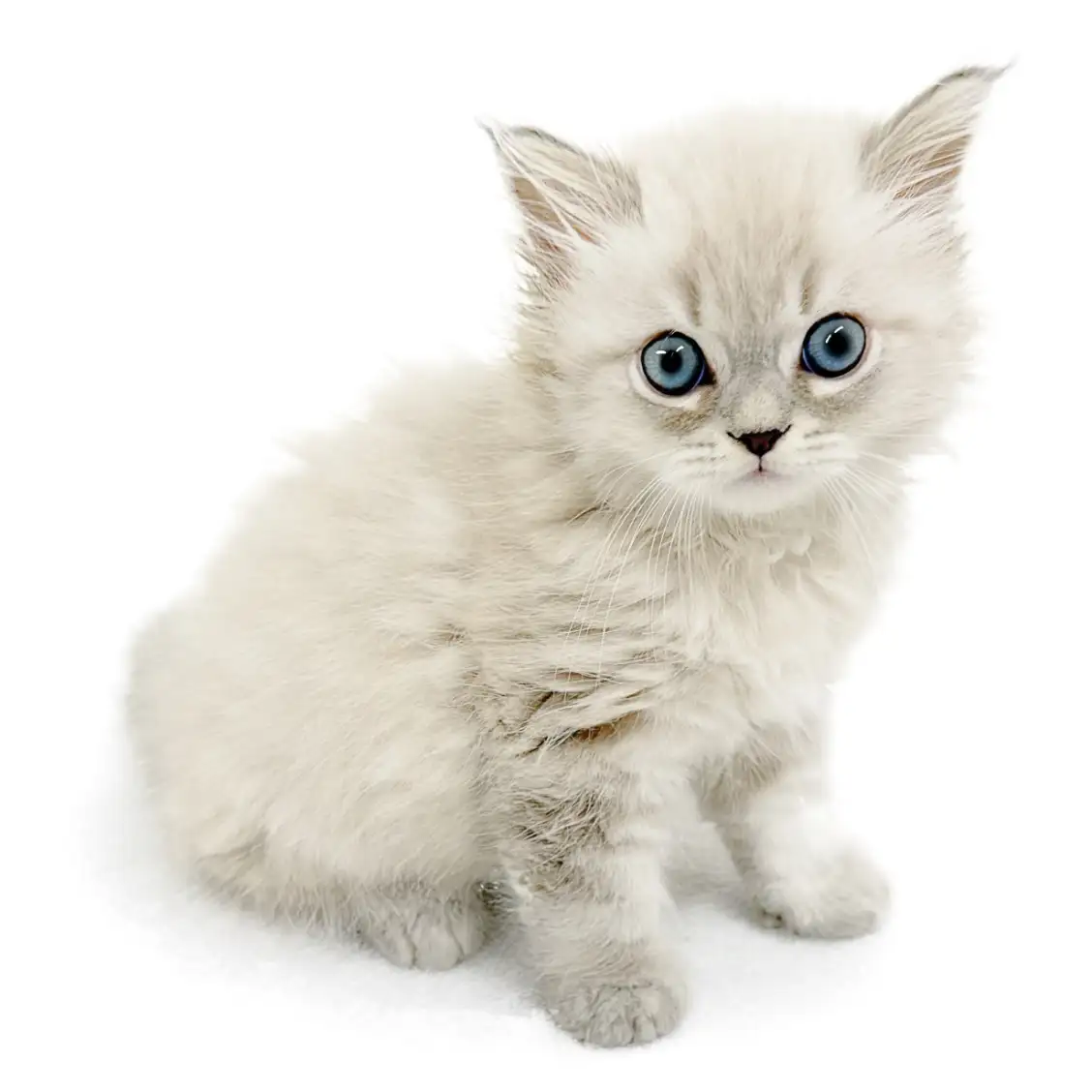 ネヴァマスカレード