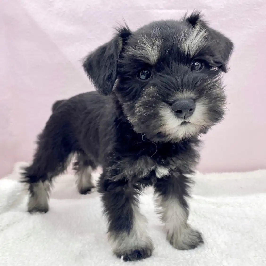 ミニチュア・シュナウザー