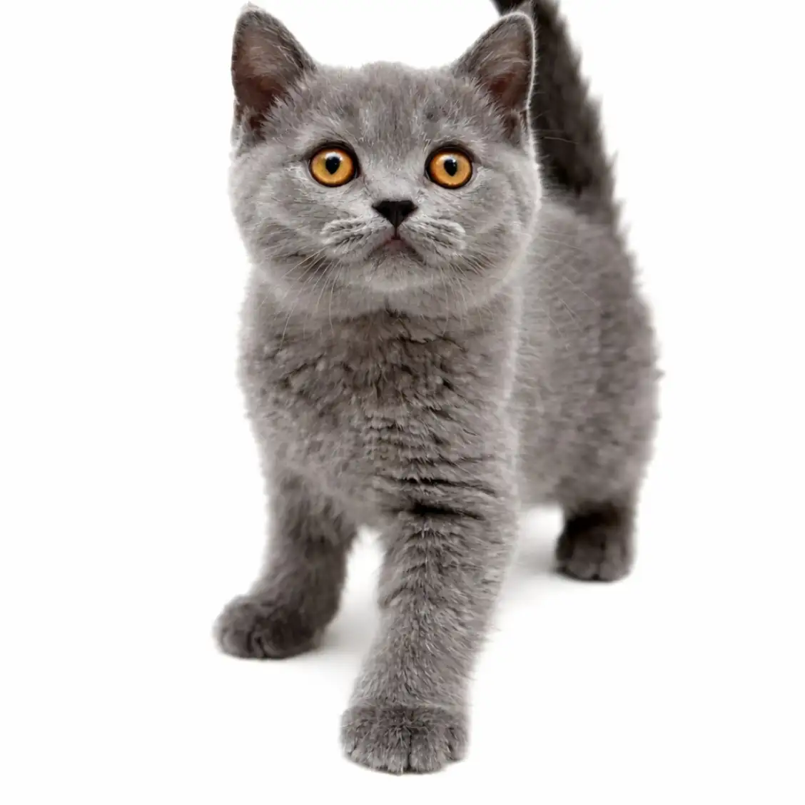 ブリティッシュショートヘア