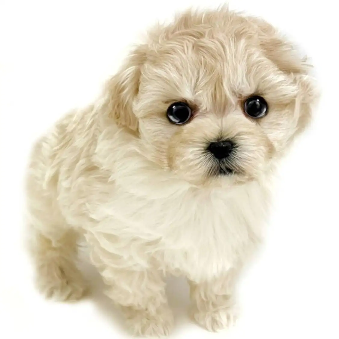 MIX(マルチーズ×トイプードル)