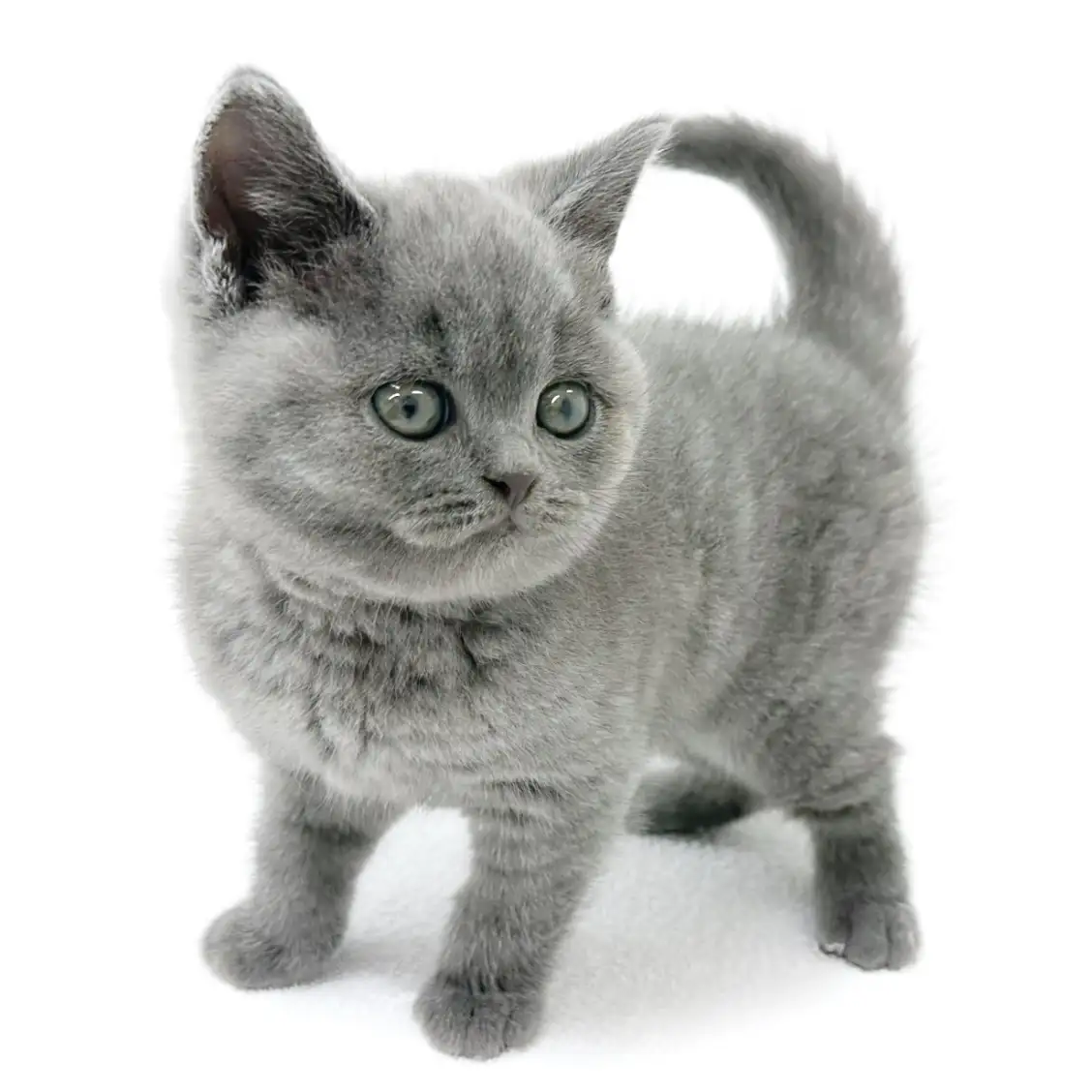 ブリティッシュショートヘア