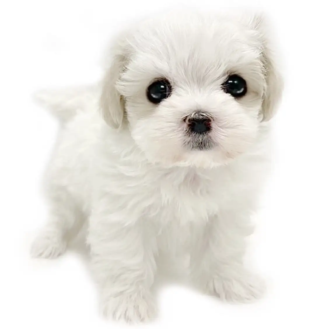 MIX（マルチーズ×キャバリアキングチャールズスパニエル）