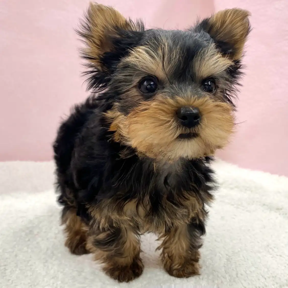 ヨークシャーテリア