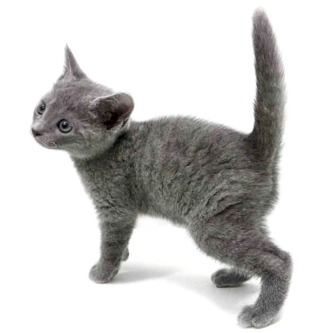 ロシアンブルー