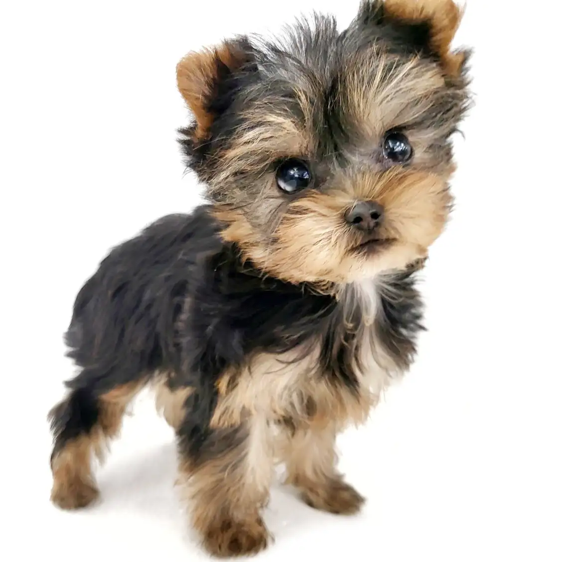 ヨークシャーテリア