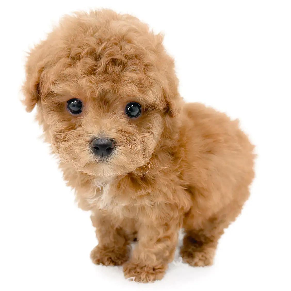 トイ・プードル