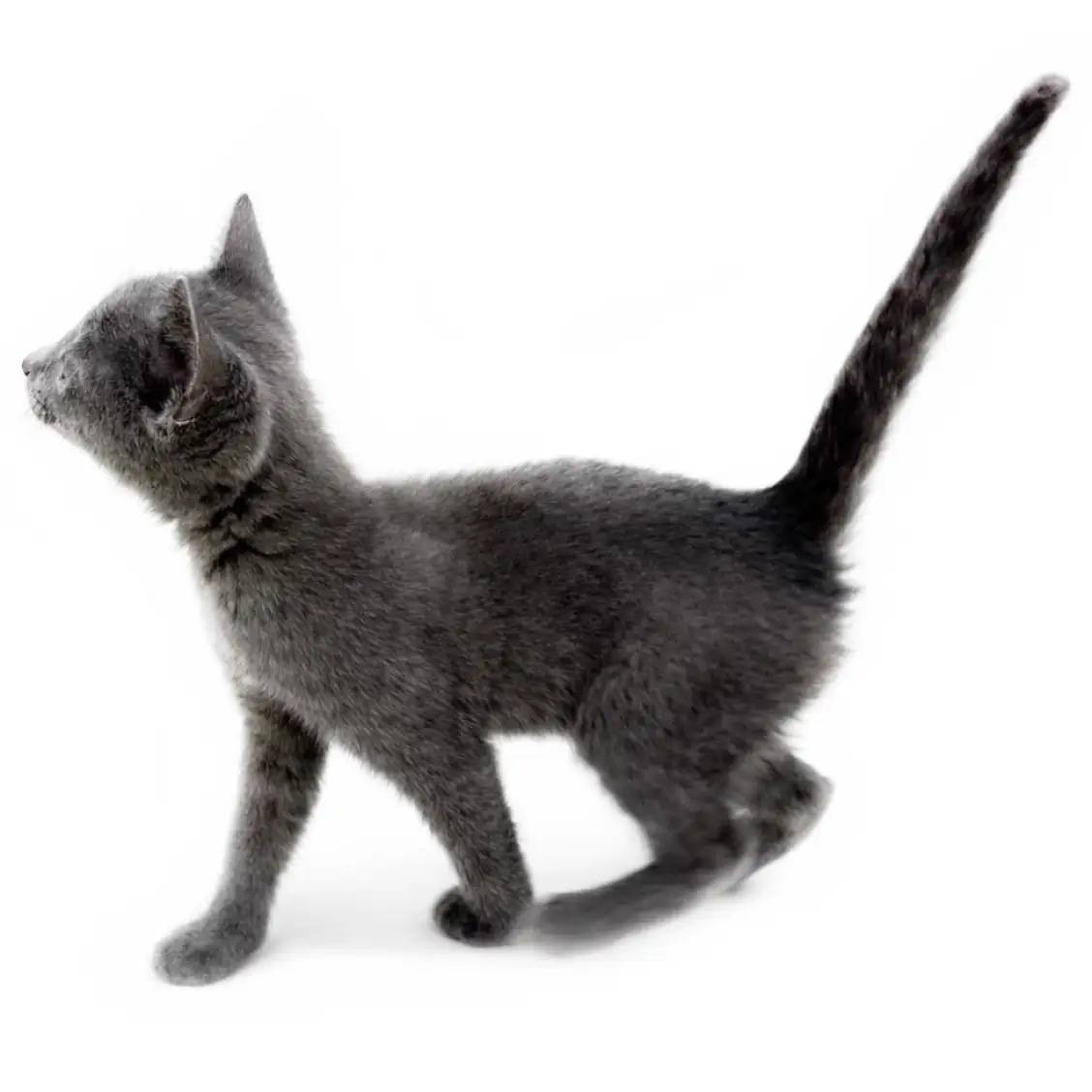 ロシアンブルー