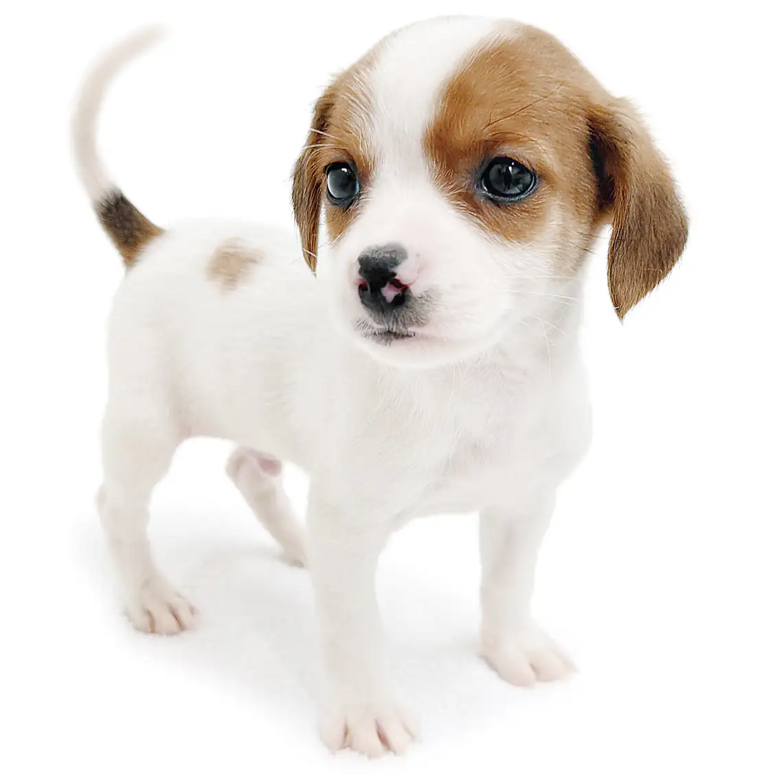 ジャックラッセルテリア