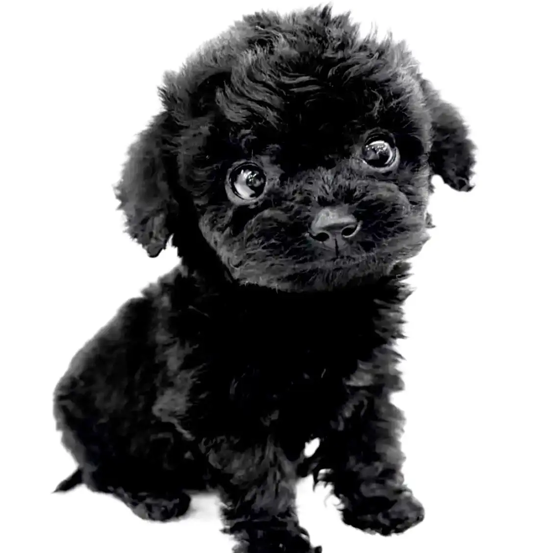 トイ・プードル