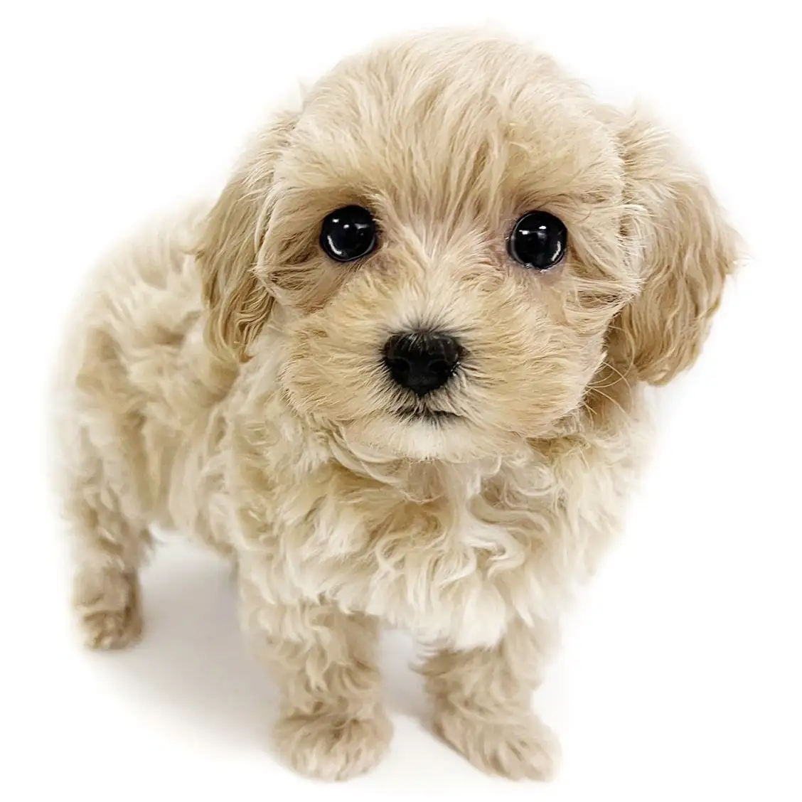 MIX(マルチーズ×トイプードル)