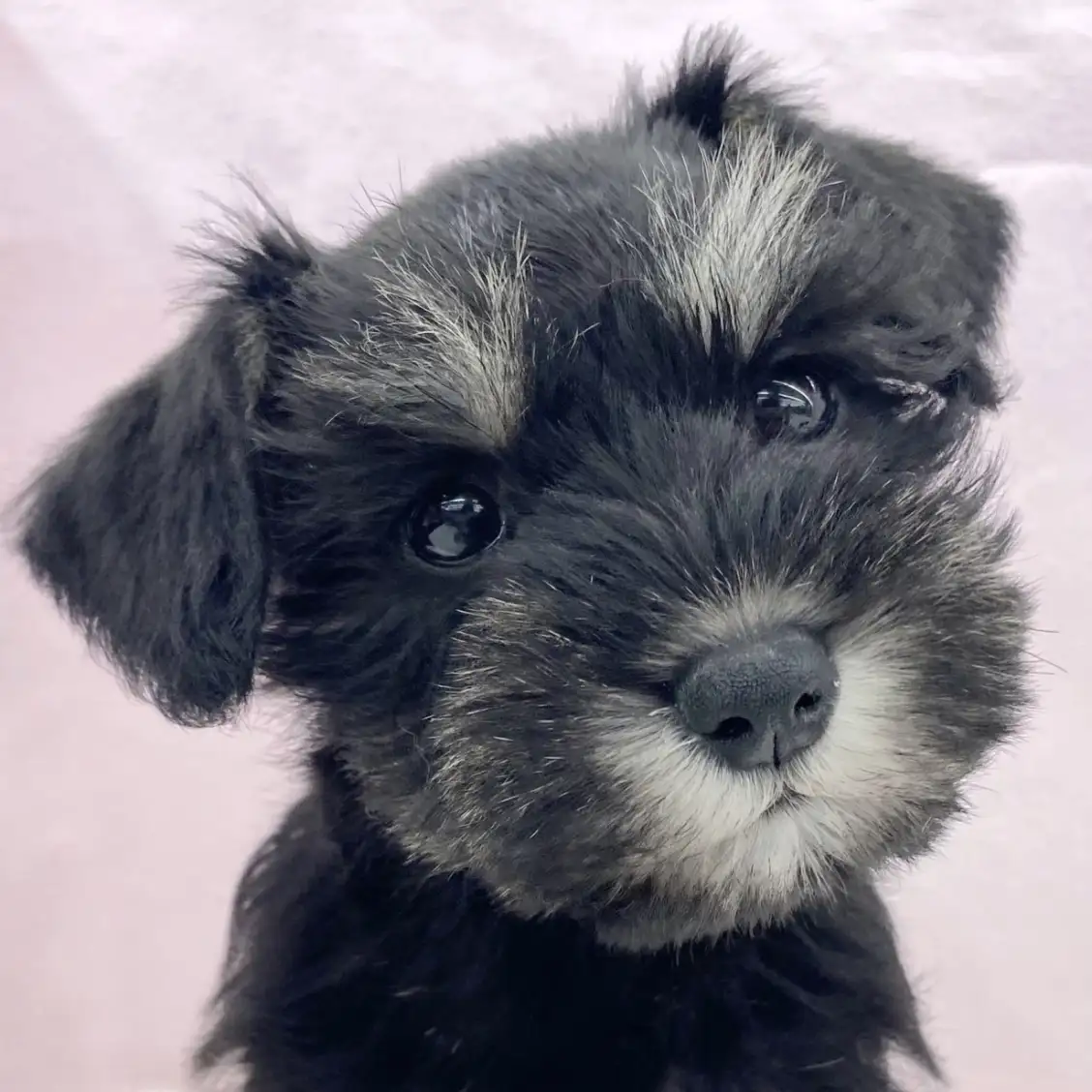 ミニチュア・シュナウザー