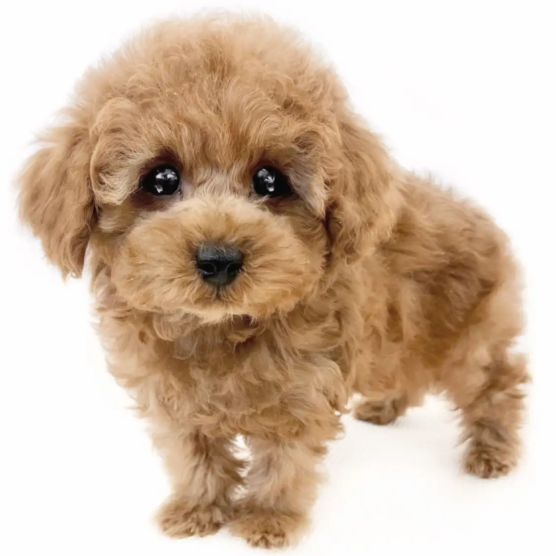 トイ・プードル