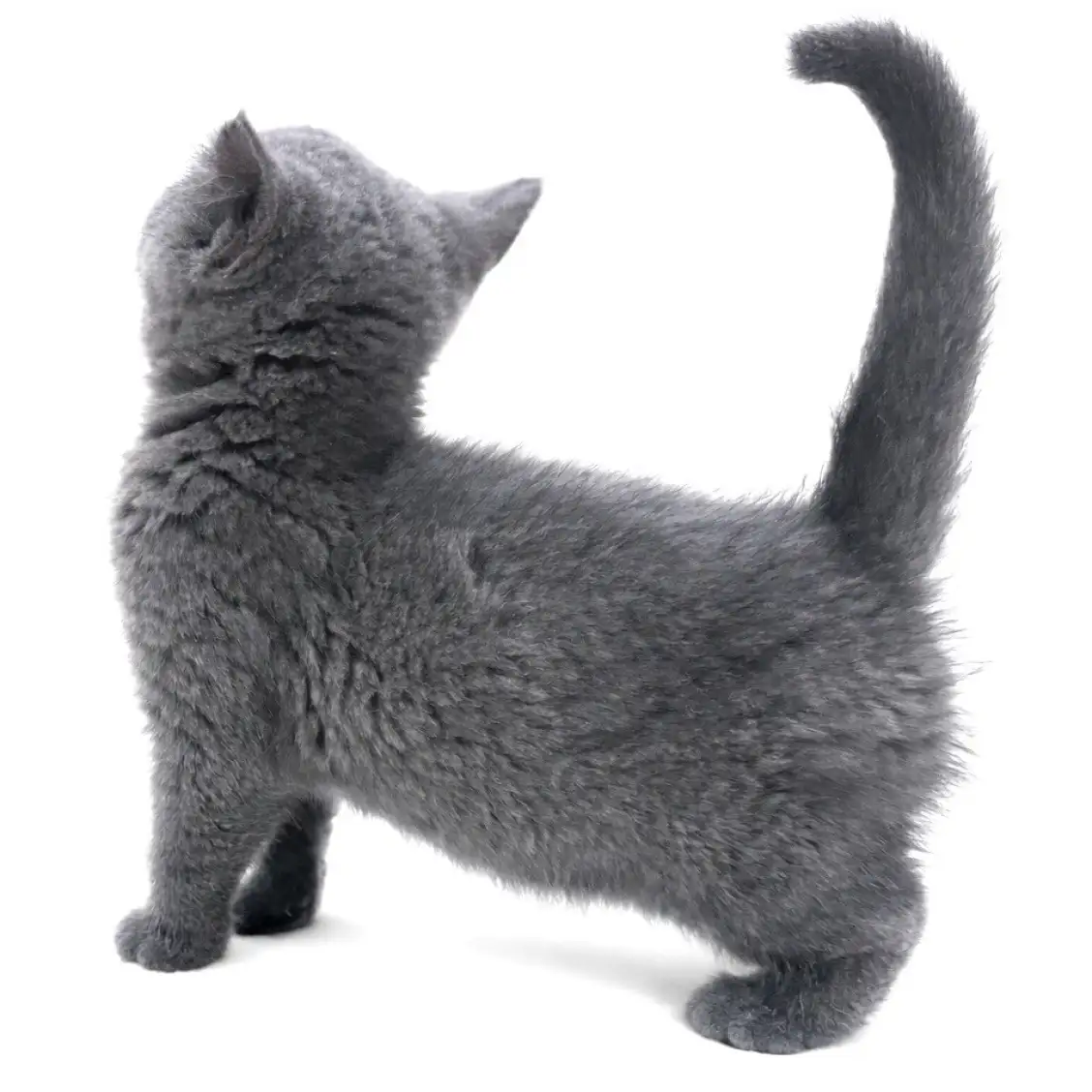 ブリティッシュショートヘア