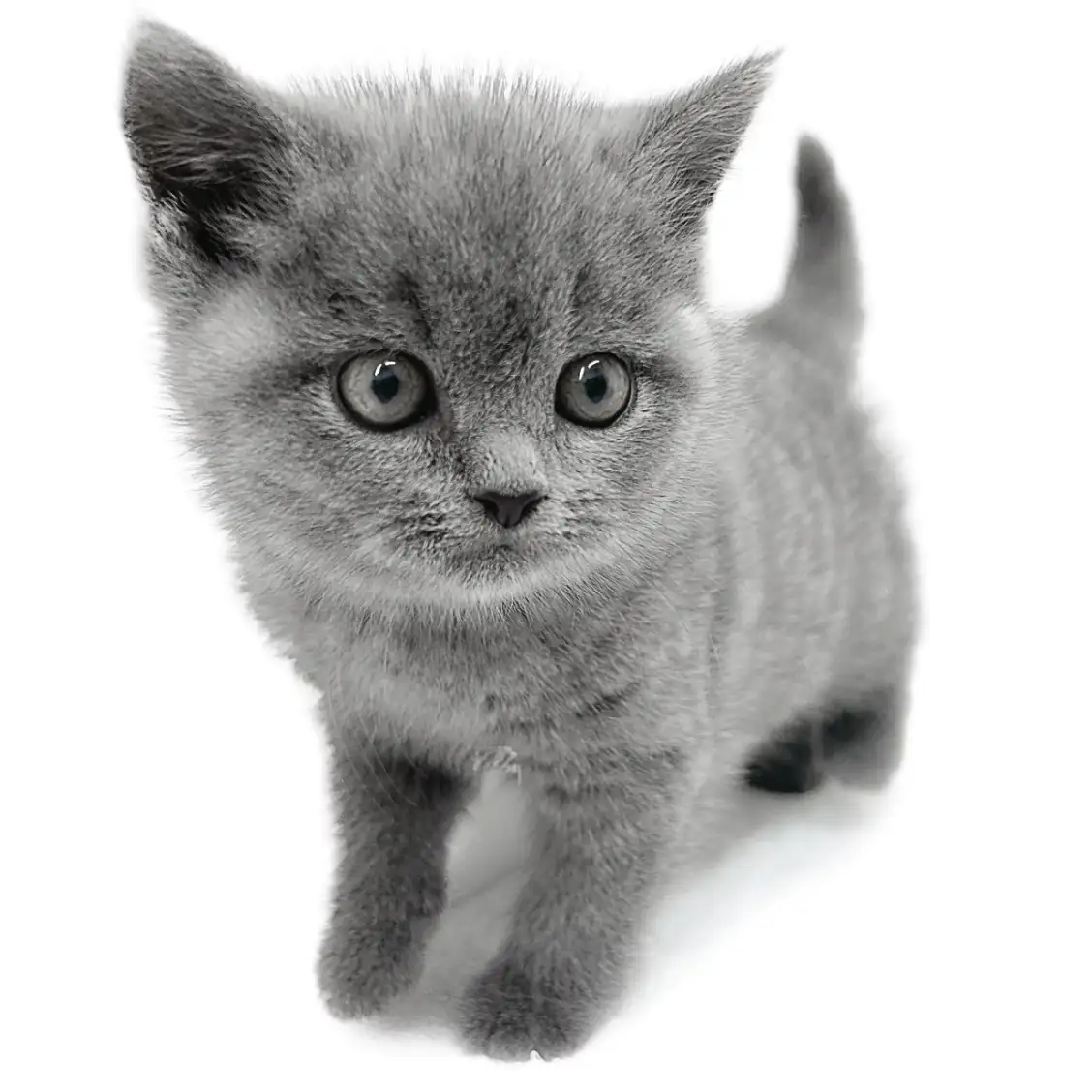 ブリティッシュショートヘア